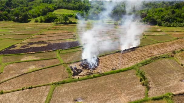 The burning of rice straw in the fields. Smoke from the burning of rice straw in checks. — Stock Video