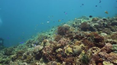 Mercan resiflerinin sualtı dünyası.