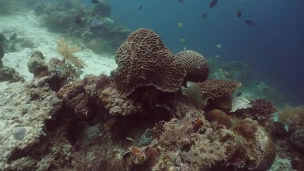 Le monde sous-marin d'un récif corallien. — Video