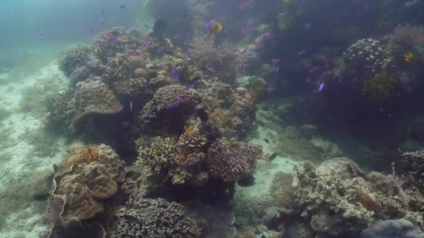 O mundo subaquático de um recife de coral. — Vídeo de Stock