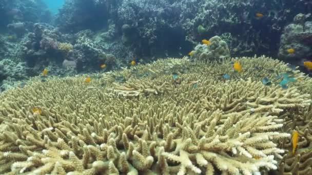 Recifes de corais e peixes tropicais subaquáticos. Camiguin, Filipinas — Vídeo de Stock