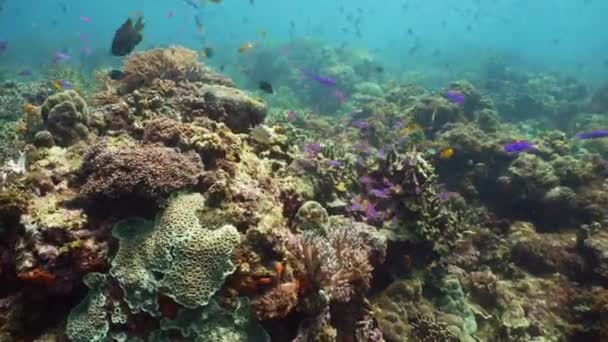 Arrecife de coral y peces tropicales bajo el agua. Camiguin, Filipinas — Vídeo de stock