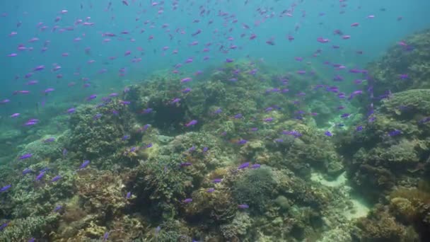 O mundo subaquático de um recife de coral. — Vídeo de Stock