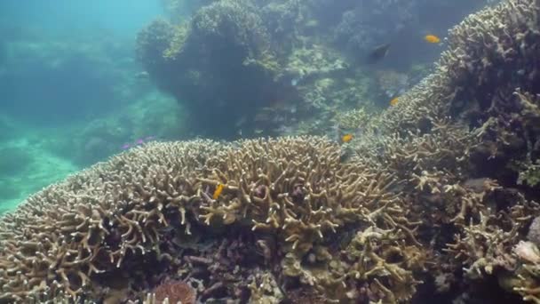 Korallzátony halakkal a víz alatt. Camiguin, Fülöp-szigetek — Stock videók