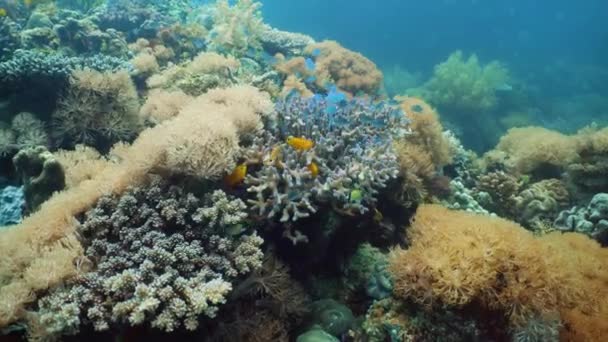 Mercan kayalıkları ve tropikal balıklar. Camiguin, Filipinler — Stok video