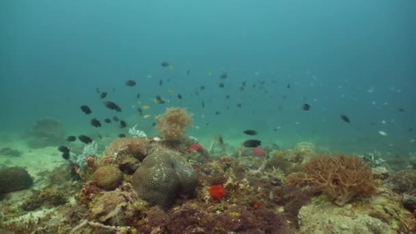 Rafa koralowa i tropikalne ryby. Camiguin, Filipiny — Wideo stockowe