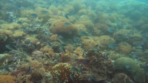 El mundo submarino de un arrecife de coral. — Vídeos de Stock