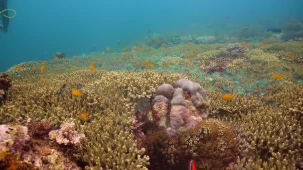 El mundo submarino de un arrecife de coral. — Vídeos de Stock