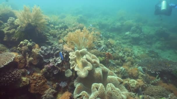 Кораловий риф і тропічна риба під водою. Камігуїн (Філіппіни) — стокове відео