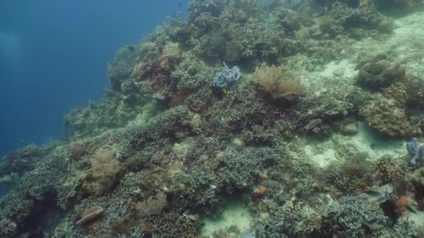 Arrecife de coral con peces bajo el agua. Camiguin, Filipinas — Vídeo de stock