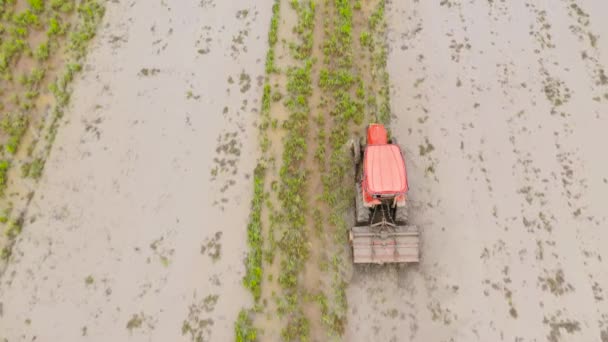 Agricultor em trator preparando terras agrícolas. Trator em campos de arroz . — Vídeo de Stock