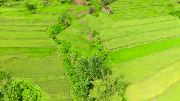 Terraza de arroz en las montañas de la Cordillera, Luzón, Filipinas. — Vídeo de stock