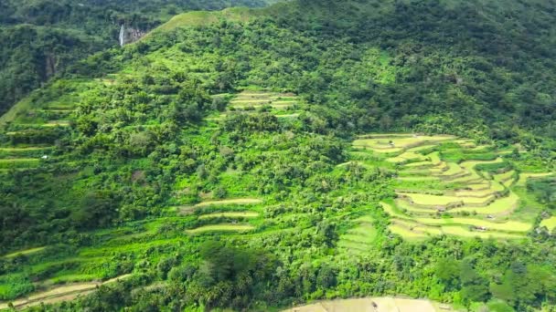 Jasny krajobraz z tarasami ryżowymi, widok z góry. — Wideo stockowe