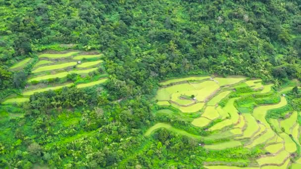 Paysage lumineux avec terrasses de riz, vue d'en haut. — Video