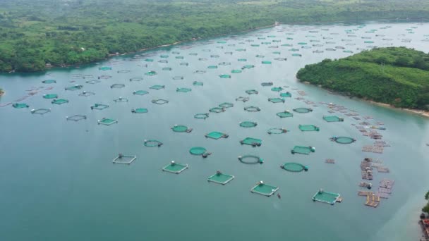 Ferme piscicole avec cages pour poissons et crevettes aux Philippines, Luçon. Vue aérienne des étangs à poissons pour le bangus, le milkfish. — Video