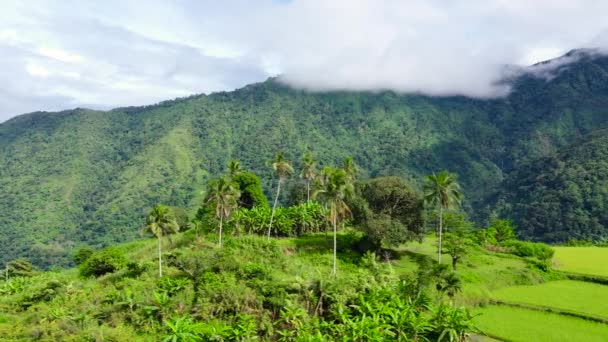 Picos de montanha com floresta tropical. Árvores tropicais e palmeiras em uma encosta. — Vídeo de Stock