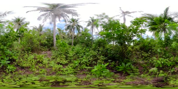 Floresta tropical 360 VR. — Vídeo de Stock