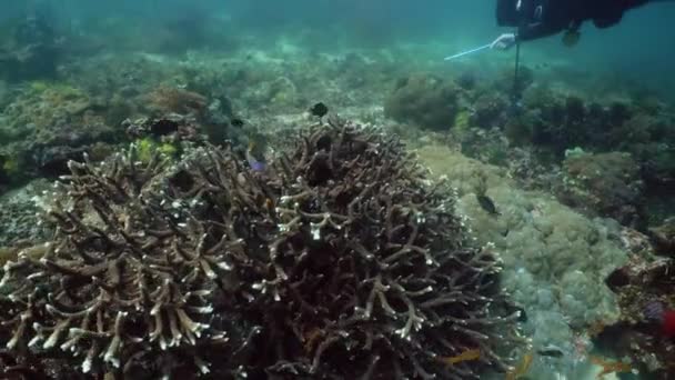 Arrecife de coral y peces tropicales bajo el agua. Camiguin, Filipinas — Vídeos de Stock