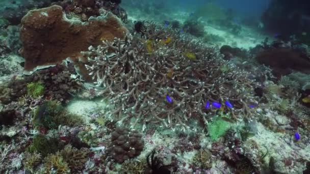 Koraalrif en tropische vissen onder water. Camiguin, Filipijnen — Stockvideo