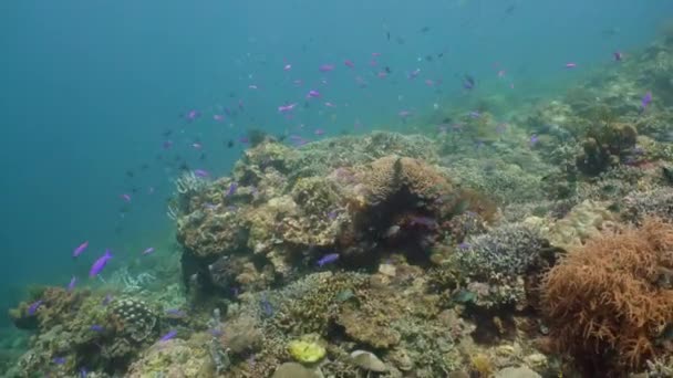 Arrecife de coral con peces bajo el agua. Camiguin, Filipinas — Vídeos de Stock