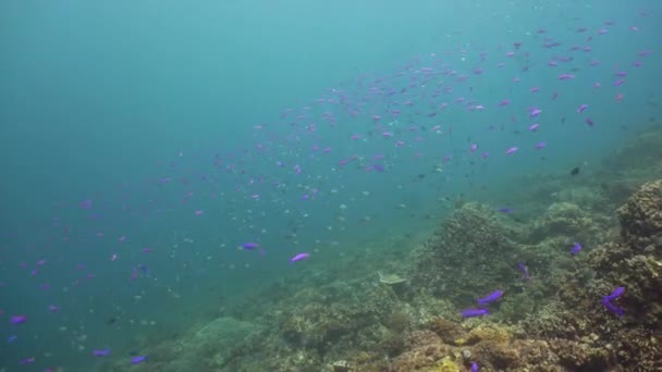Podwodny świat rafy koralowej. — Wideo stockowe