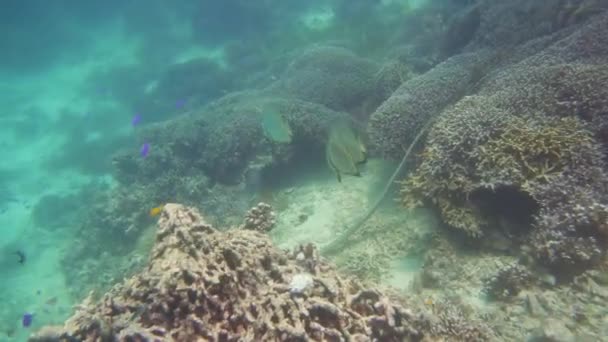 Il mondo sottomarino di una barriera corallina. — Video Stock