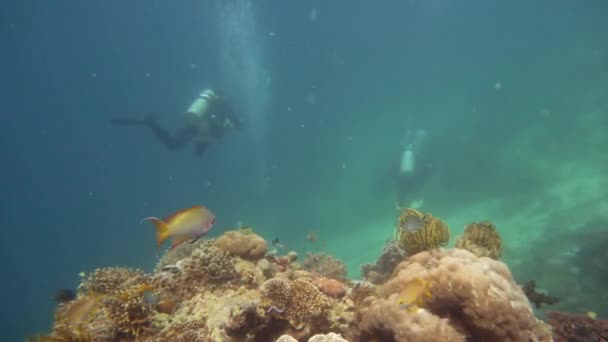 Arrecife de coral con peces bajo el agua. Camiguin, Filipinas — Vídeo de stock