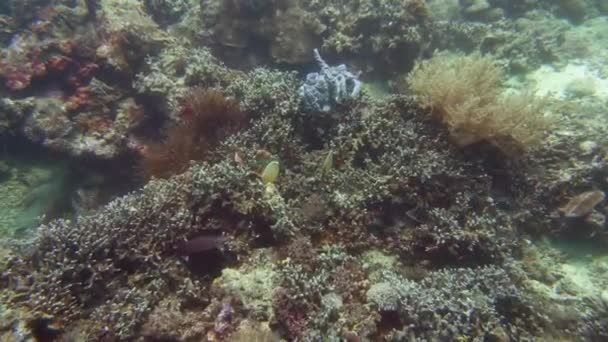 珊瑚礁和热带鱼在水下Camiguin，菲律宾 — 图库视频影像