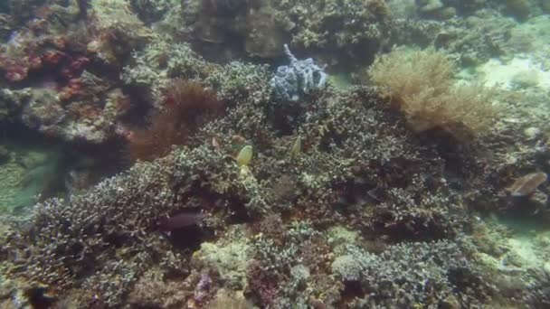 Koraalrif en tropische vissen onder water. Camiguin, Filipijnen — Stockvideo