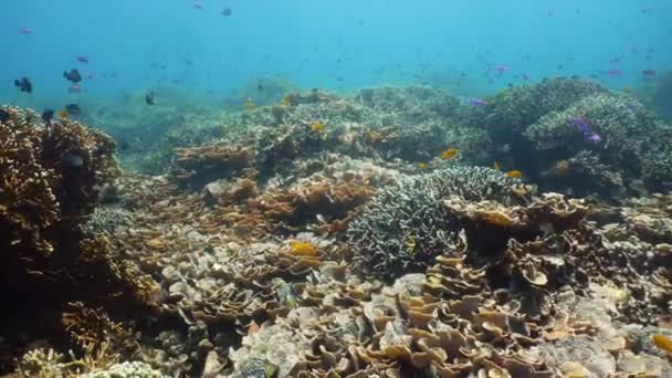 サンゴ礁の水中世界. — ストック動画