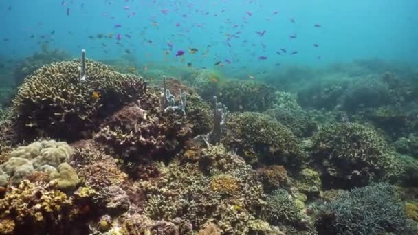 Arrecife de coral con peces bajo el agua. Camiguin, Filipinas — Vídeo de stock