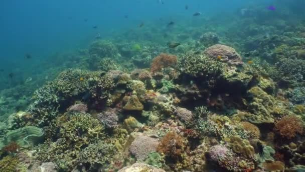 Die Unterwasserwelt eines Korallenriffs. — Stockvideo