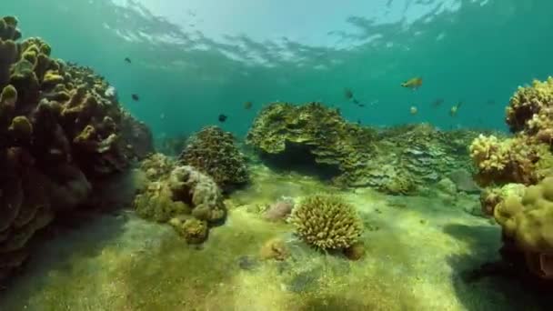Coral reef and tropical fish — Stock Video