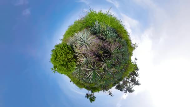 Tropiskt landskap med palmer och vegetation. — Stockvideo