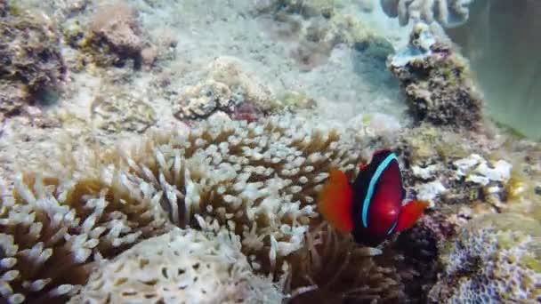 Korálové útesy a ryby pod vodou. — Stock video