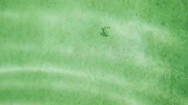 沙底的螃蟹. — 图库视频影像