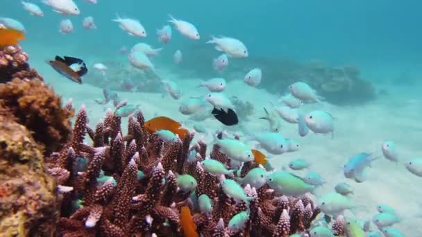 Кораловий риф з рибою під водою. Лейте (Філіппіни). — стокове відео