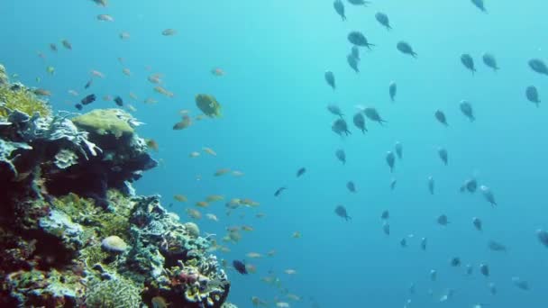 Barriera corallina e pesci tropicali sott'acqua. Leyte, Filippine. — Video Stock