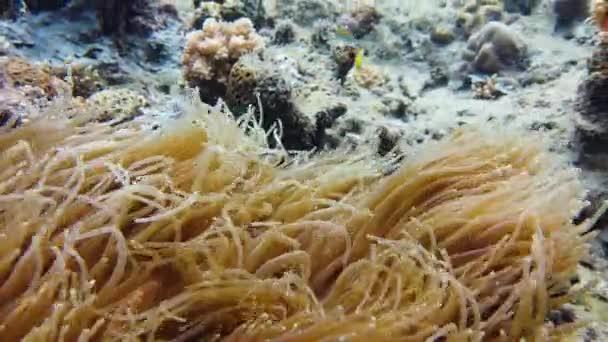 O mundo subaquático de um recife de coral. Leyte, Filipinas. — Vídeo de Stock