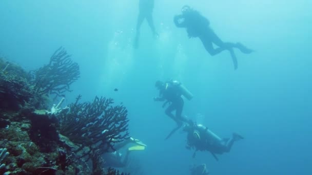 Duikers onder water. Leyte, Filipijnen. — Stockvideo