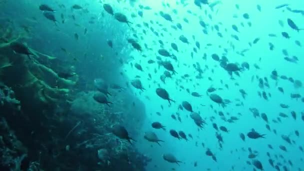 Peixes tropicais no oceano azul. Leyte, Filipinas. — Vídeo de Stock