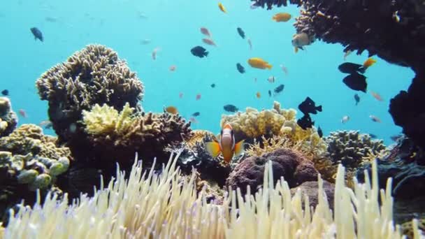 Mercan resifi ve tropikal balıklar su altında. Leyte, Filipinler. — Stok video