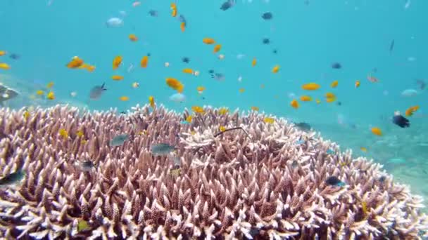 O mundo subaquático de um recife de coral. Leyte, Filipinas. — Vídeo de Stock