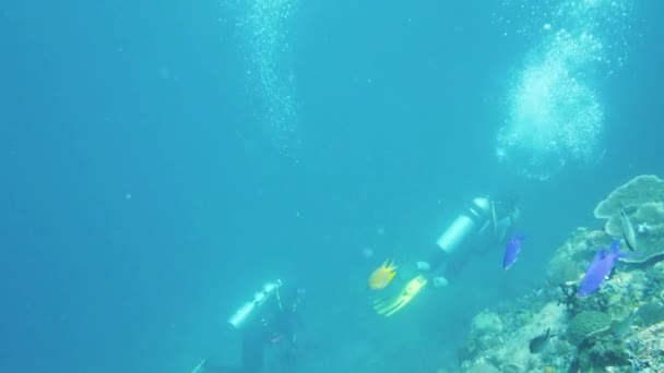 Dykkere under vann. Leyte, Filippinene. – stockvideo