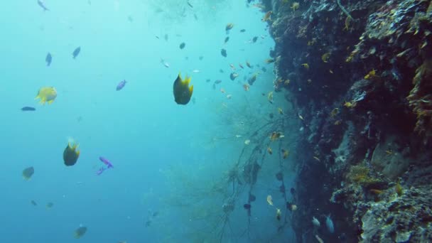 Recifes de coral e peixes tropicais. Leyte, Filipinas. — Vídeo de Stock