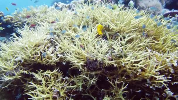 Recifes de coral e peixes tropicais. Leyte, Filipinas. — Vídeo de Stock