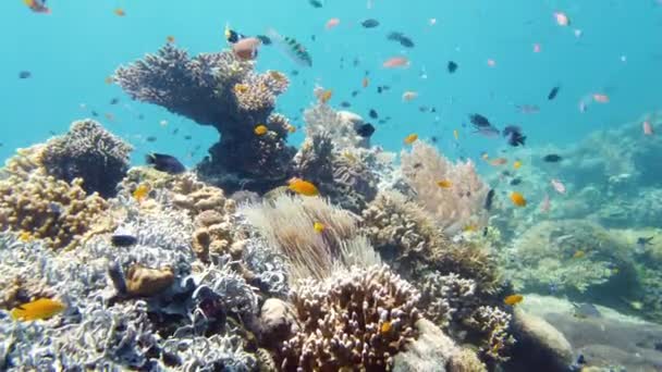 Koraalrif en tropische vissen onder water. Leyte, Filipijnen. — Stockvideo