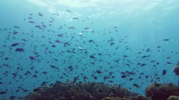 Undervattensvärlden av ett korallrev. Leyte, Filippinerna. — Stockvideo