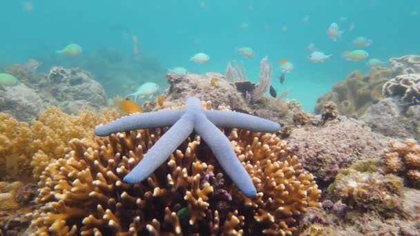 Estrella de mar en un arrecife de coral. Leyte, Filipinas . — Vídeos de Stock