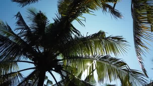 푸른 하늘을 배경으로 한 야자나무. — 비디오